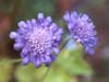 Blue Scabious